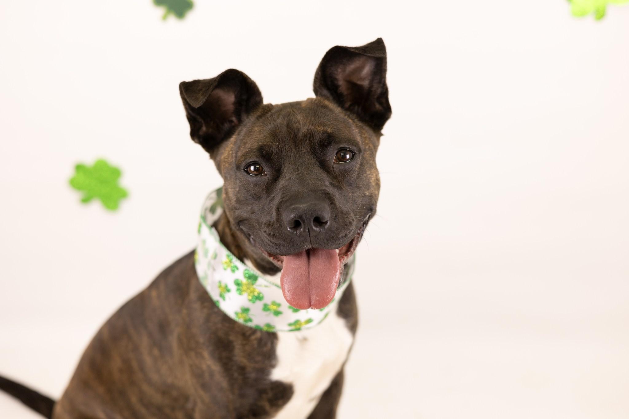 Cutie, a Adoptable mixed breed in Whitestown, IN image 2/5