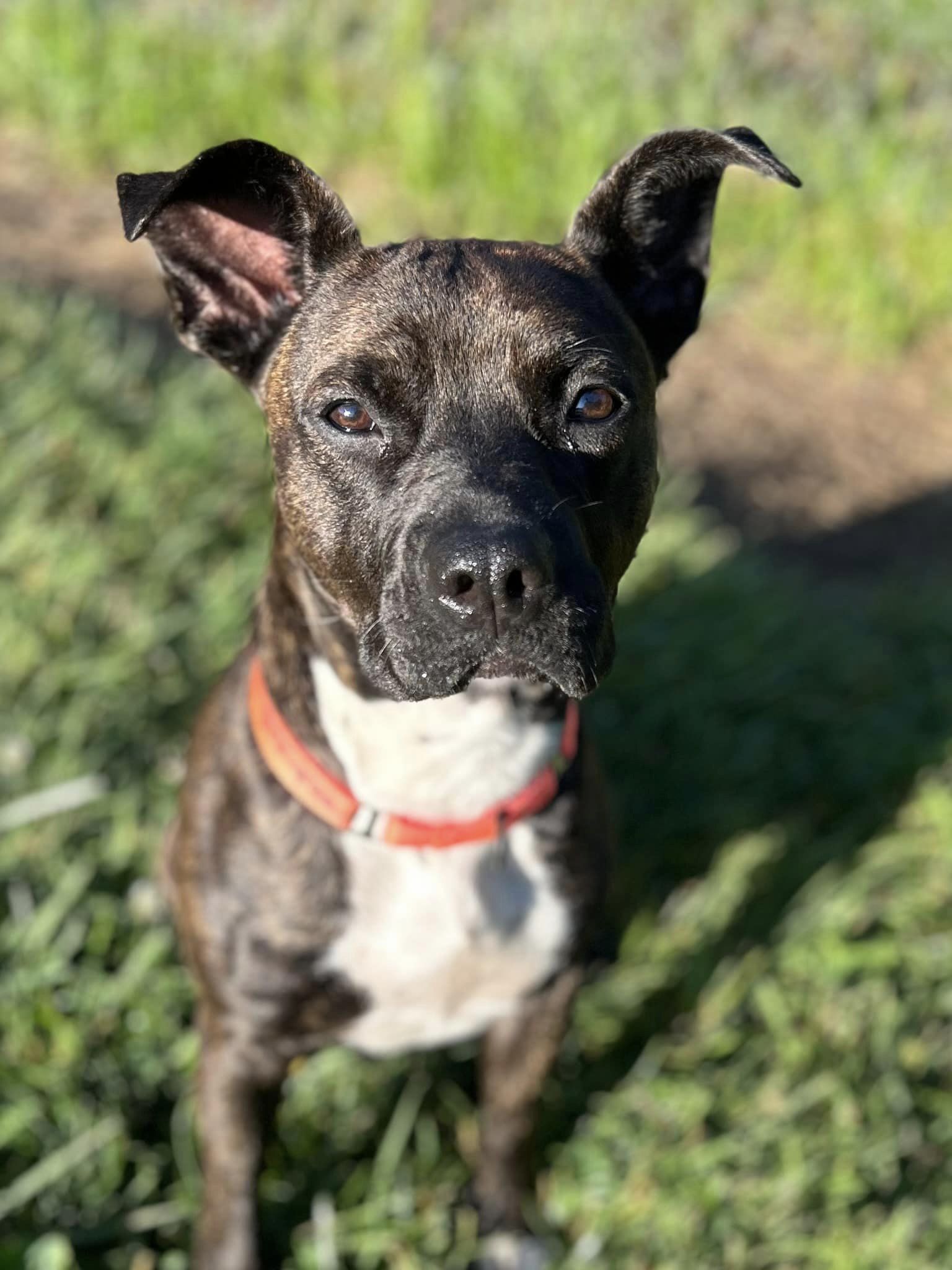 Cutie, a Adoptable mixed breed in Whitestown, IN image 3/5