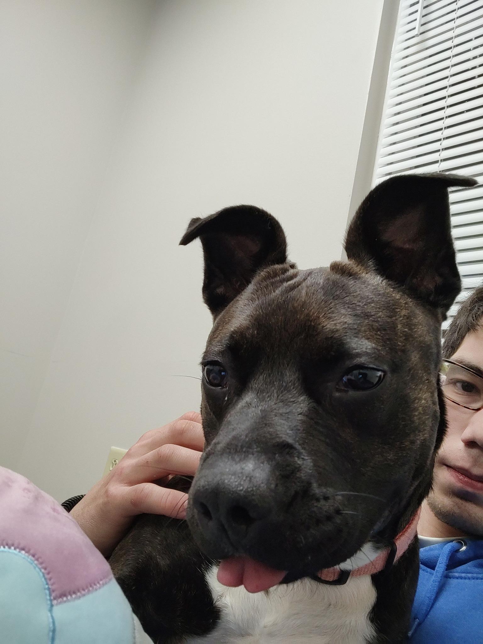 Cutie, a Adoptable mixed breed in Whitestown, IN image 4/5