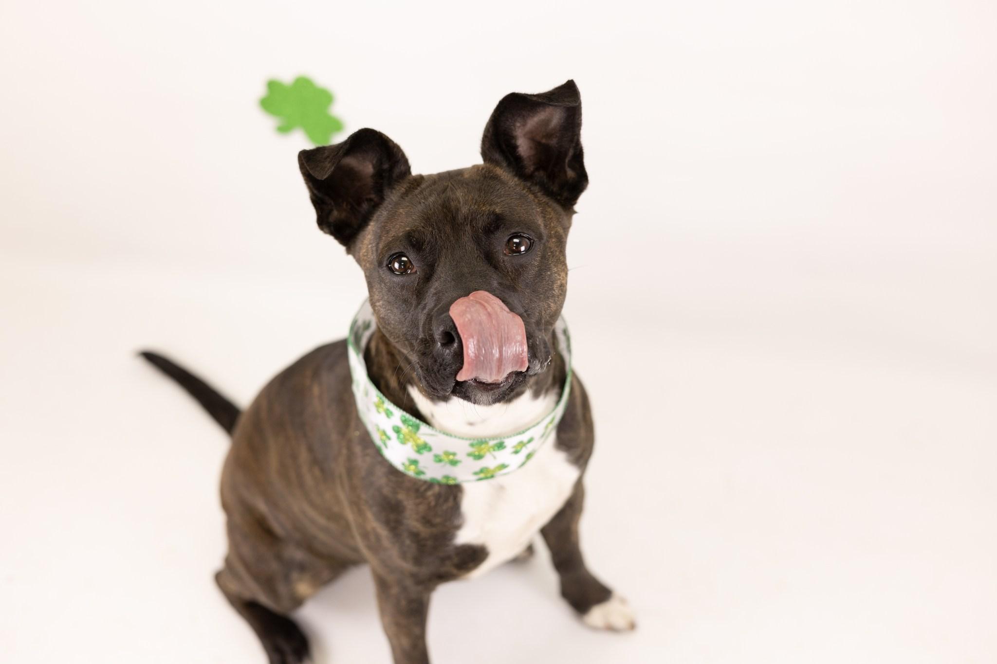 Cutie, a Adoptable mixed breed in Whitestown, IN image 5/5