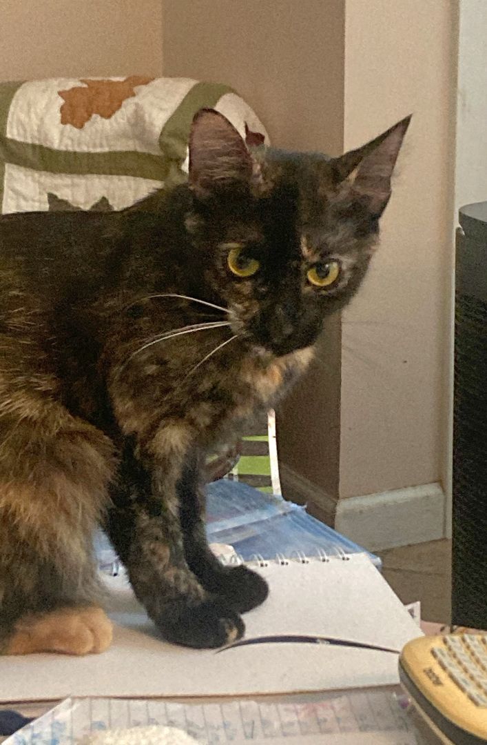 Cookie, Adoptable, Young Female Tortoiseshell & Domestic Short Hair.