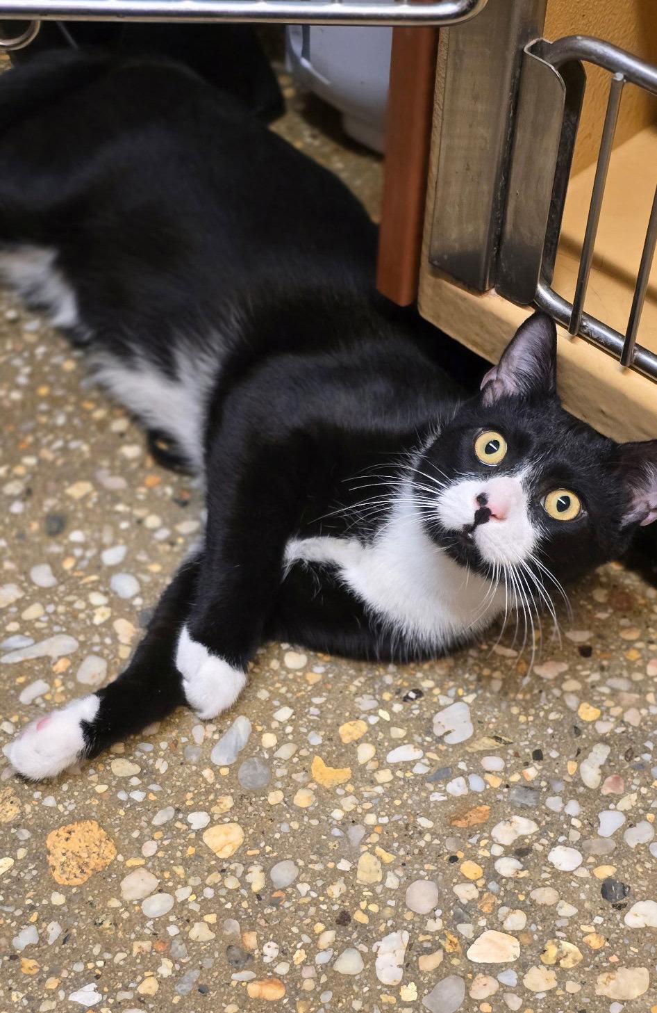 Shock, a Adoptable Domestic Short Hair in Flushing, NY image 1/3