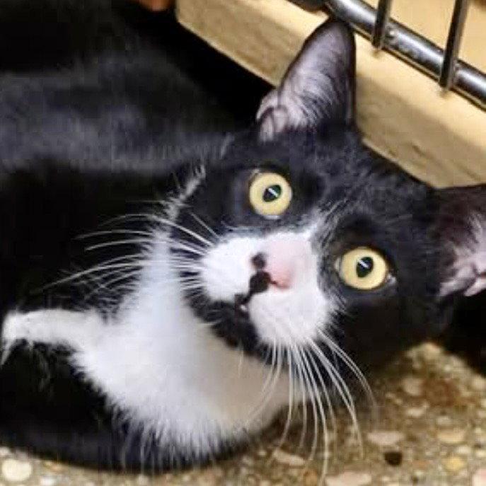 Shock, a Adoptable Domestic Short Hair in Flushing, NY image 2/3