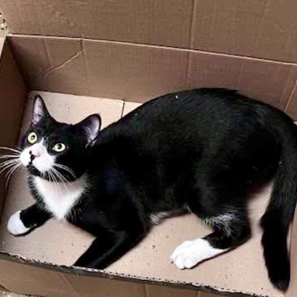 Shock, a Adoptable Domestic Short Hair in Flushing, NY image 3/3