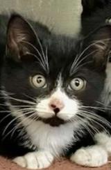 Enlarge Shock, a Adoptable Domestic Short Hair in Flushing, NY image 2/2