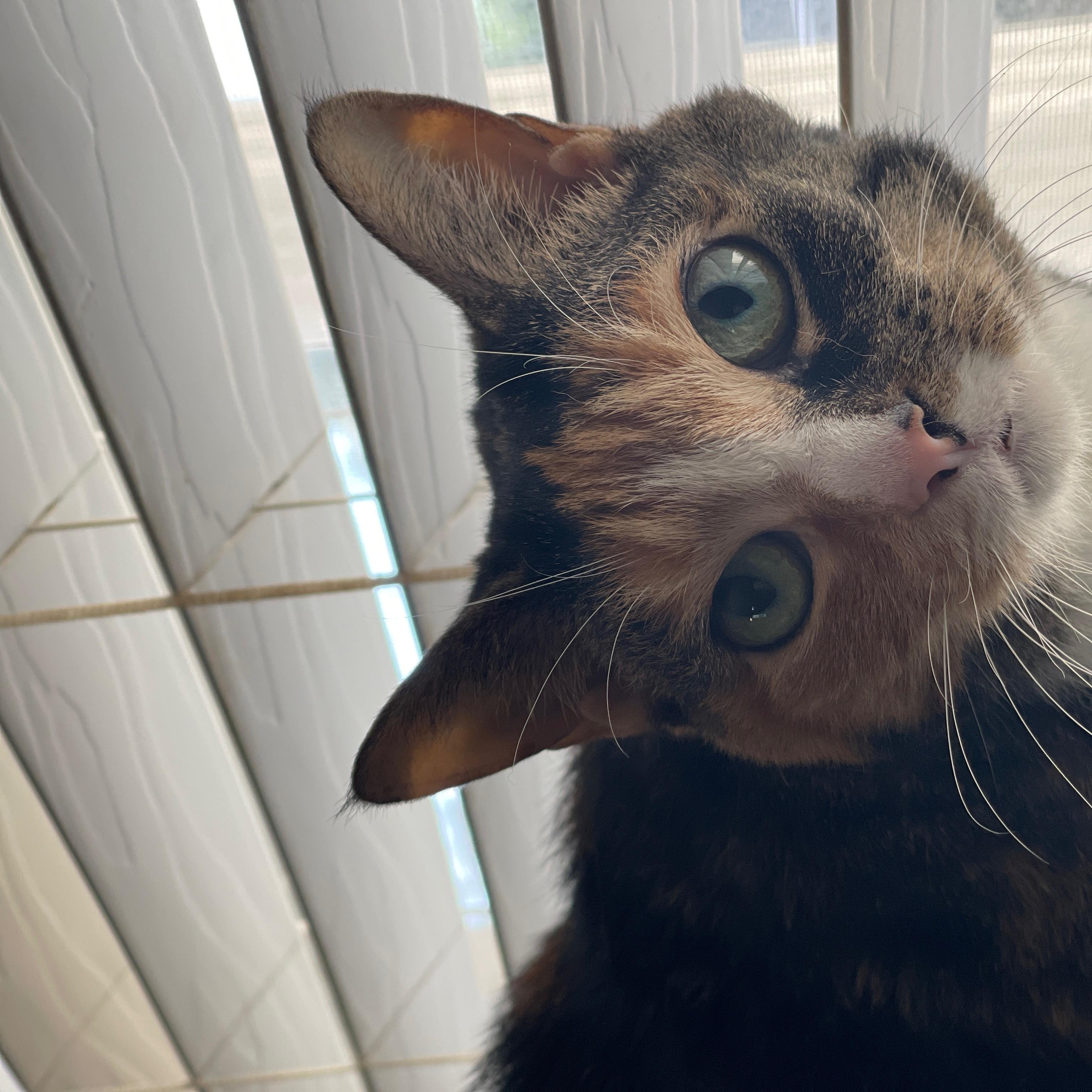 Kiera, adopted, Senior Female Domestic Short Hair.