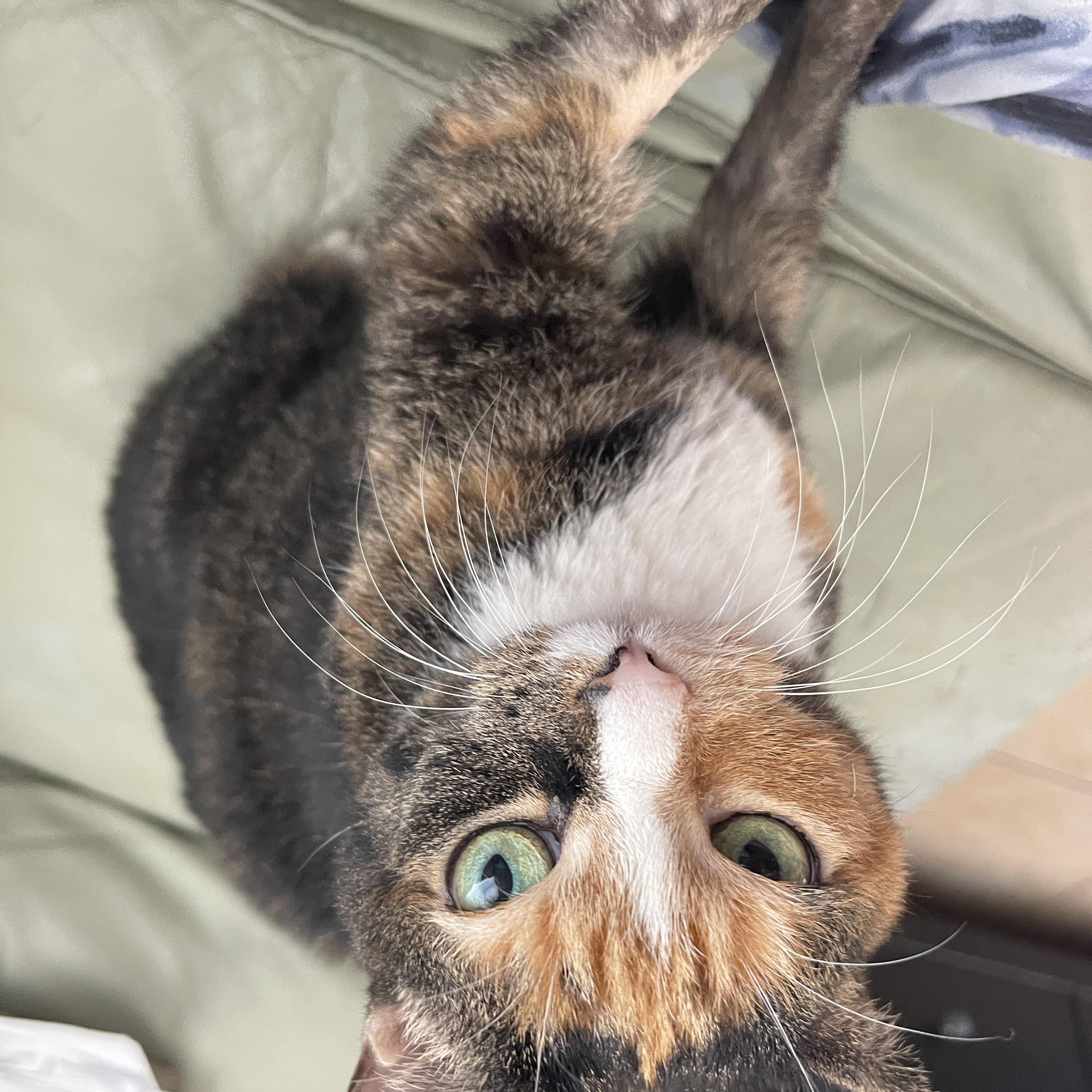 Enlarge Kiera, an adopted Domestic Short Hair in largo, FL image 2/3