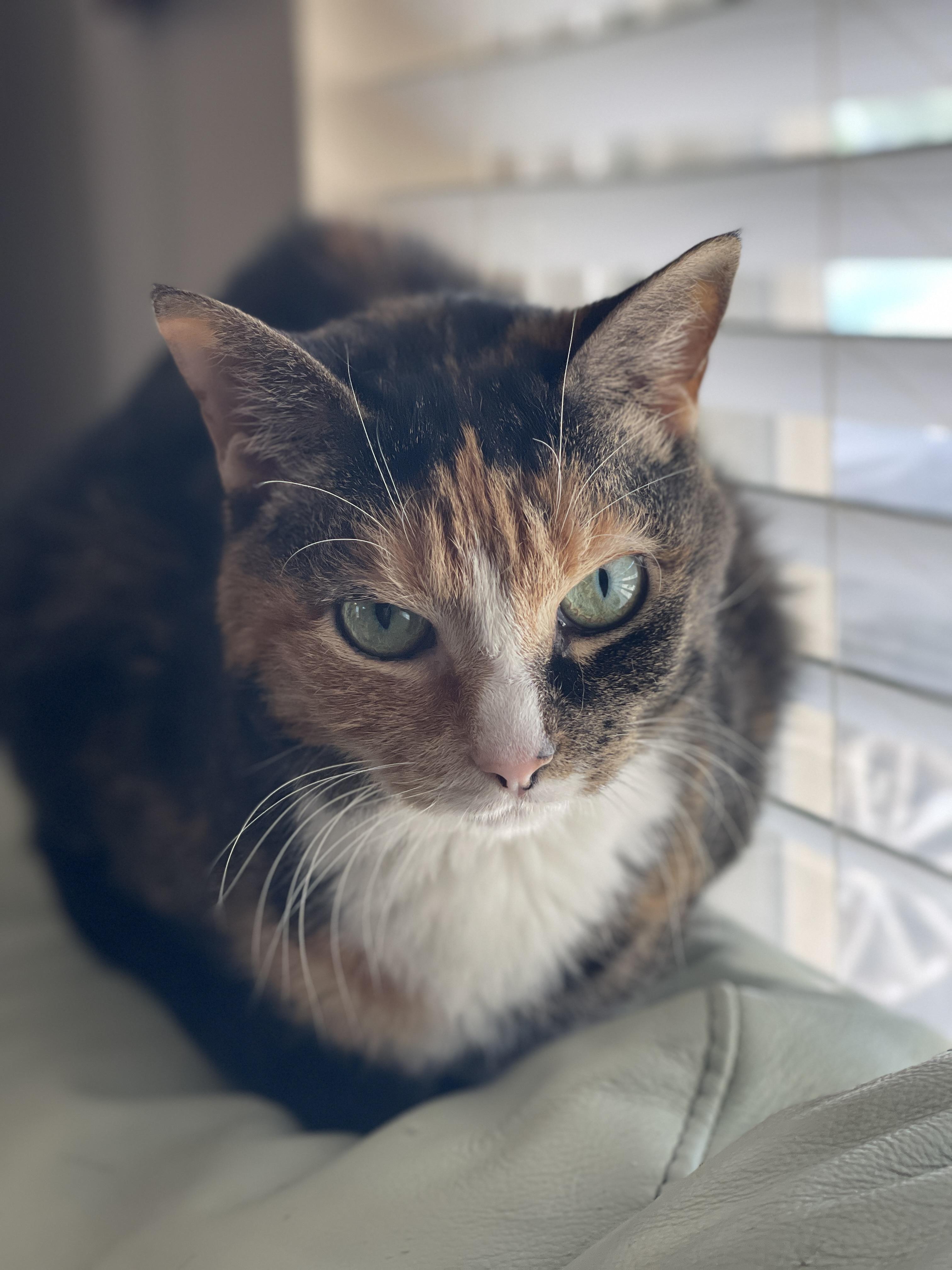 Enlarge Kiera, an adopted Domestic Short Hair in largo, FL image 3/3