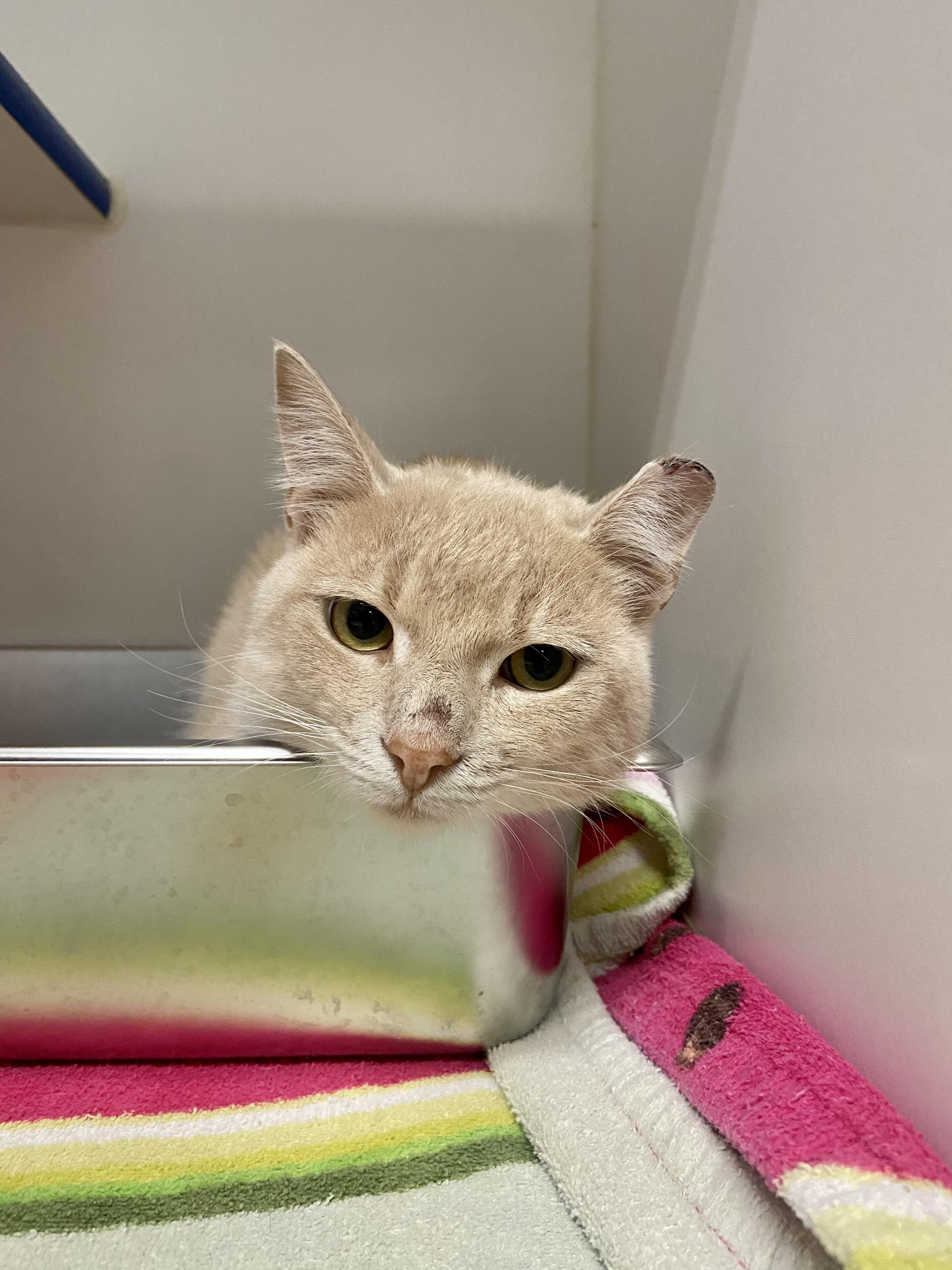 Pekoe, Adoptable, Young Male Domestic Short Hair.
