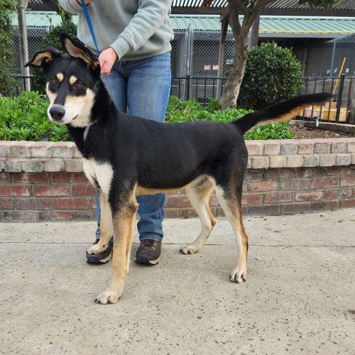 Rocky, Adoptable, Young Male Doberman Pinscher & Shepherd.