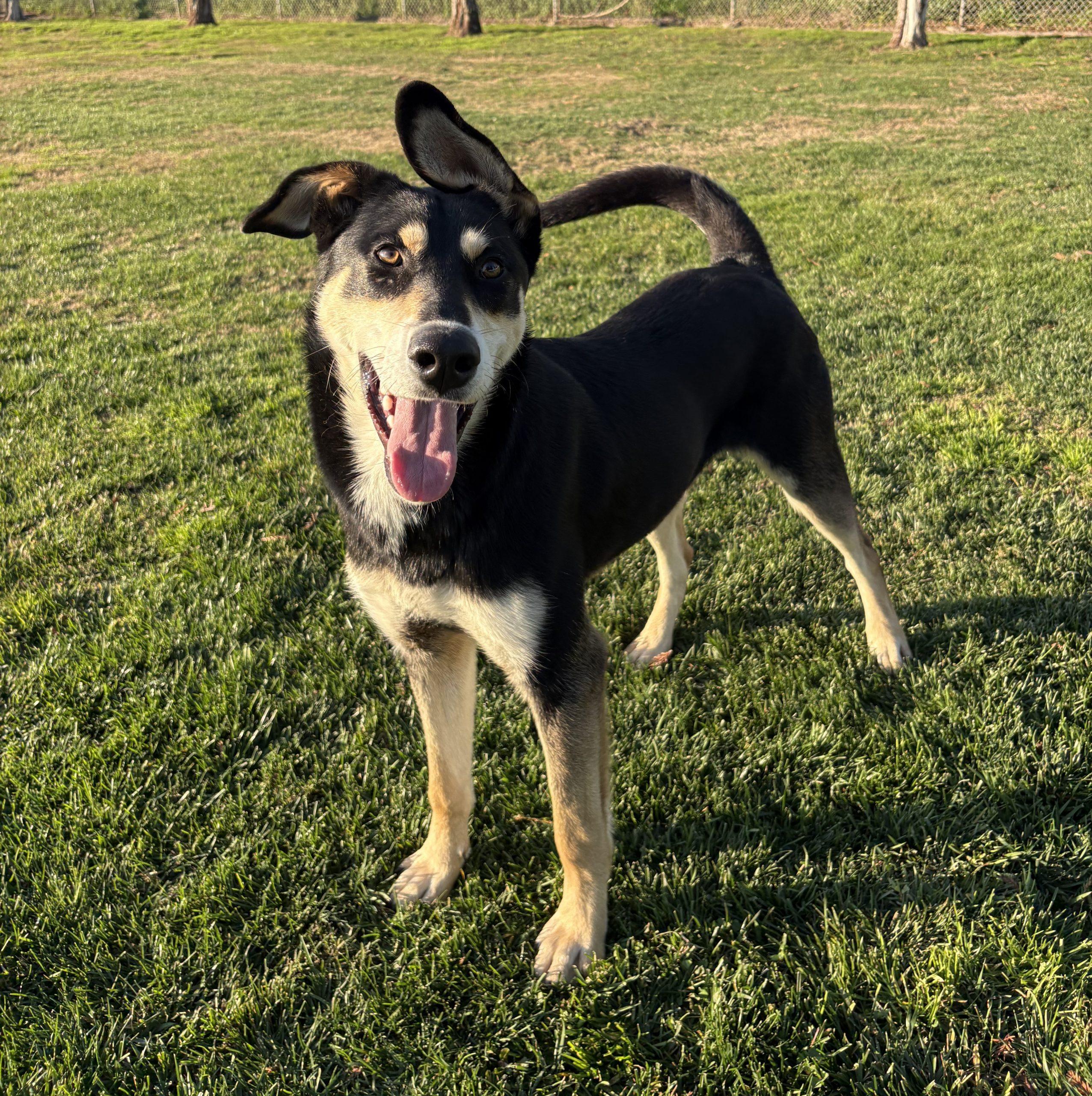 Enlarge Rocky, a Adoptable mixed breed in Lathrop, CA image 2/2
