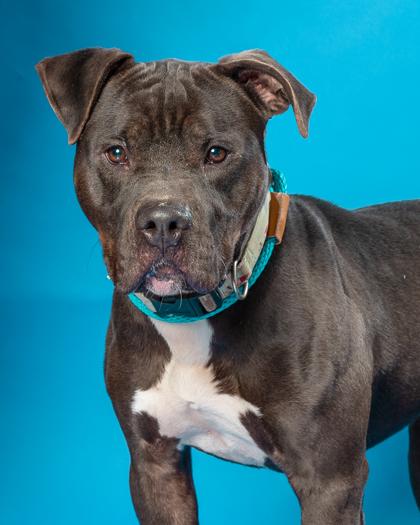 Buster, Adoptable, Adult Male Pit Bull Terrier & Mixed Breed.
