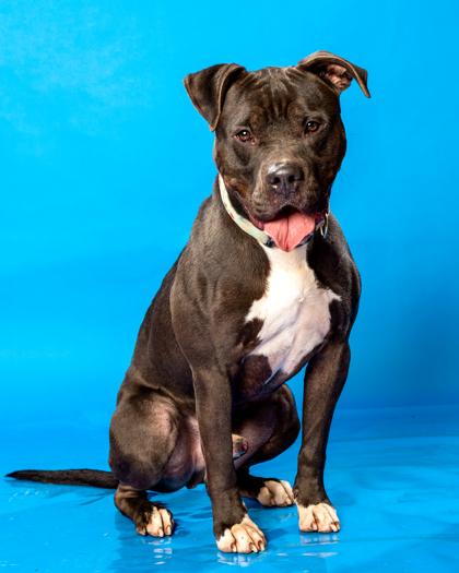 Enlarge Buster, a Adoptable mixed breed in Hamilton, NJ image 1/3