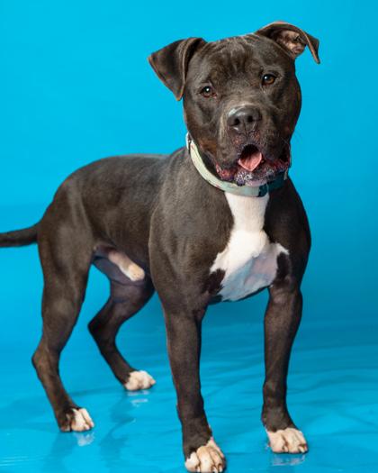 Buster, Adoptable, Adult Male Pit Bull Terrier & Mixed Breed.