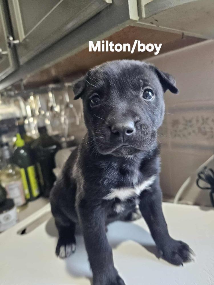 Enlarge Milton, a Adoptable mixed breed in Evergreen, CO image 1/6