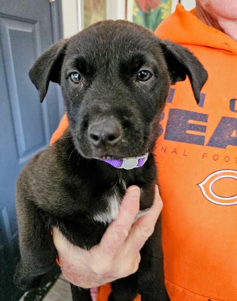 Enlarge Milton, a Adoptable mixed breed in Evergreen, CO image 1/4