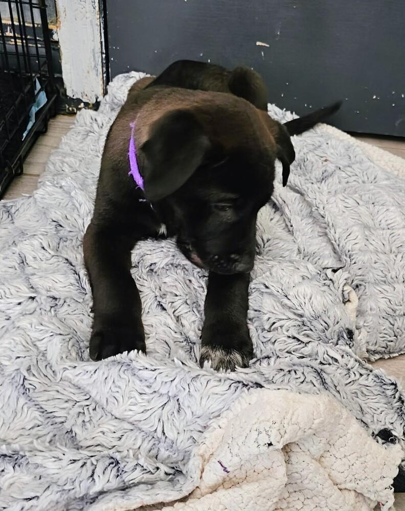 Enlarge Milton, a Adoptable mixed breed in Evergreen, CO image 2/4