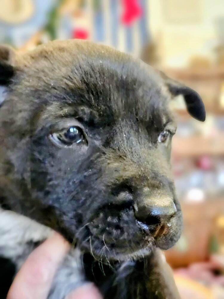 Milton, Adoptable, Puppy Male Shepherd & Mixed Breed.