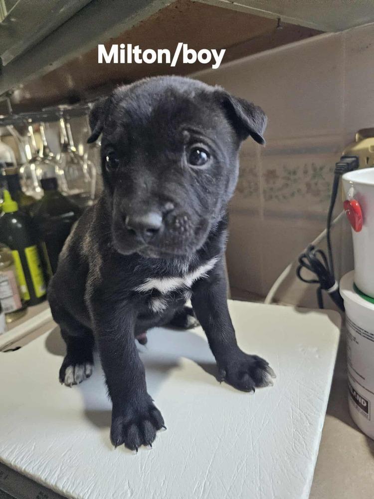 Enlarge Milton, a Adoptable mixed breed in Evergreen, CO image 2/6