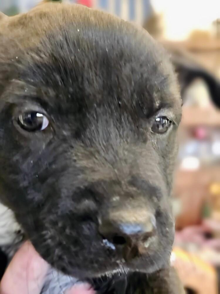 Enlarge Milton, a Adoptable mixed breed in Evergreen, CO image 4/4