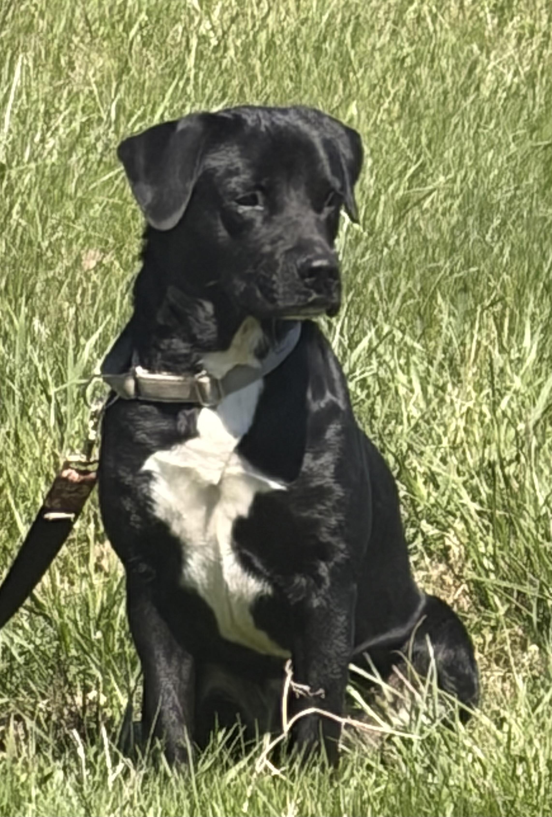 Bart , an adopted Black Labrador Retriever in Warrenton, VA image 5/6