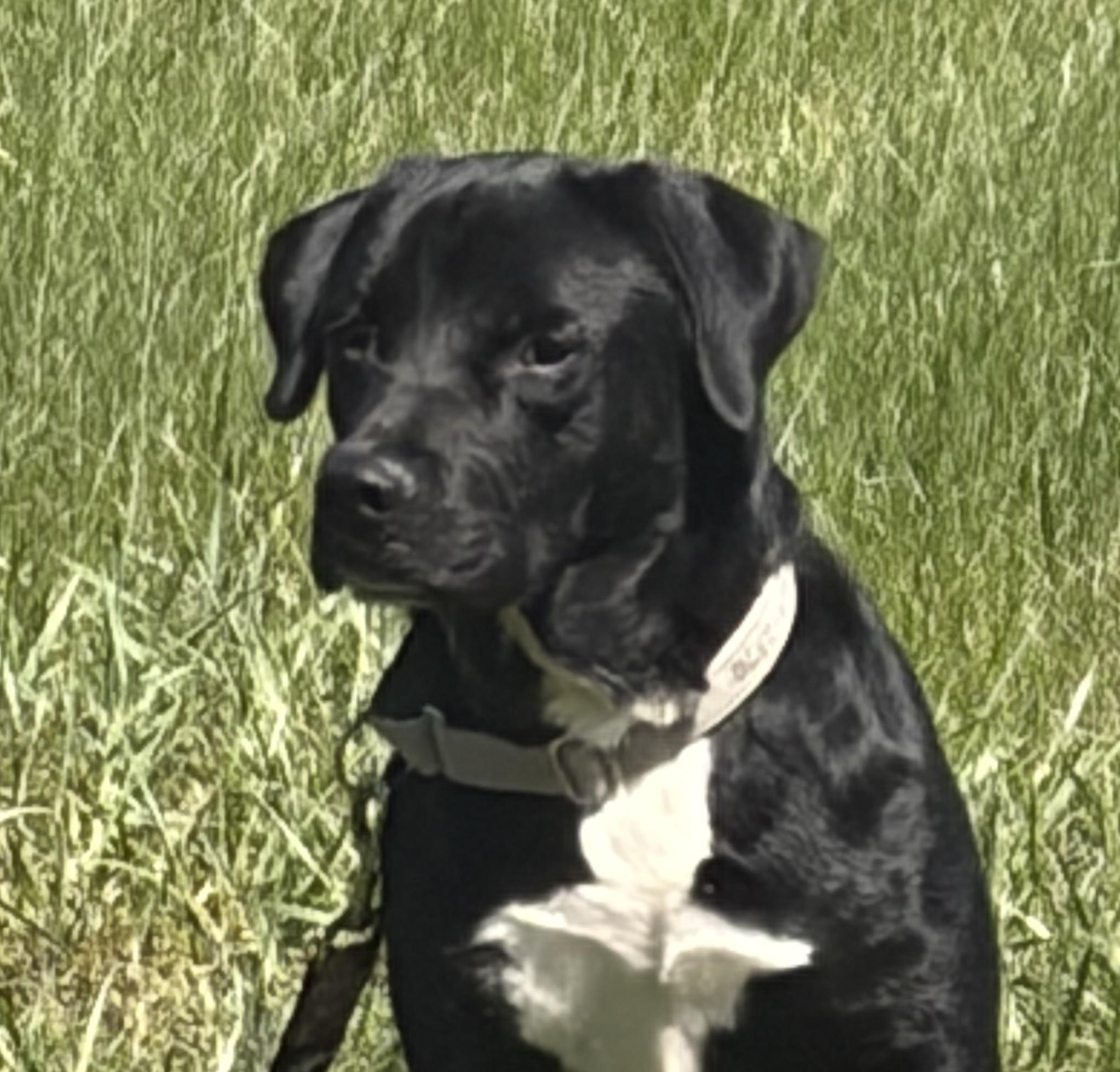 Bart , an adopted Black Labrador Retriever in Warrenton, VA image 4/6