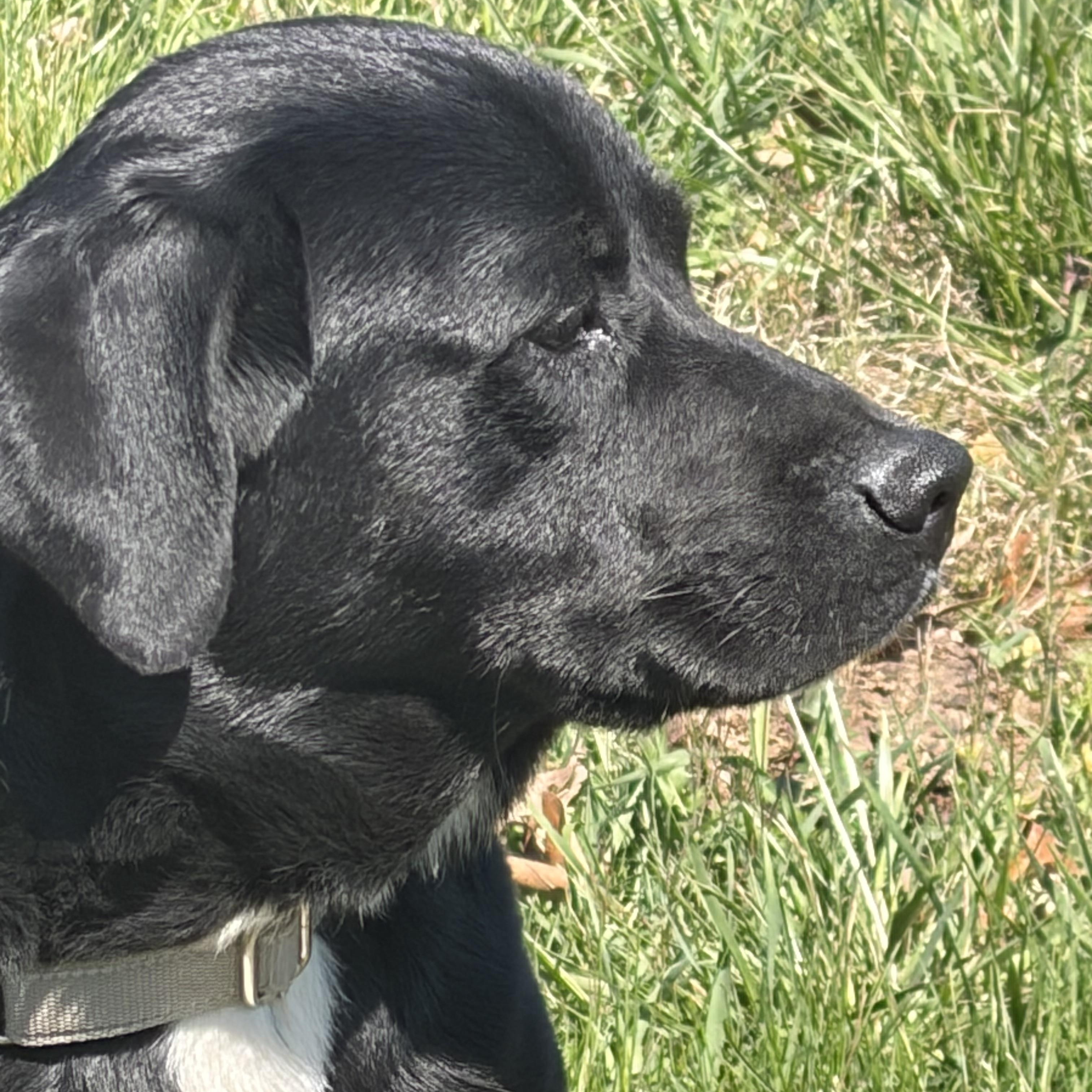 Bart , an adopted Black Labrador Retriever in Warrenton, VA image 6/6