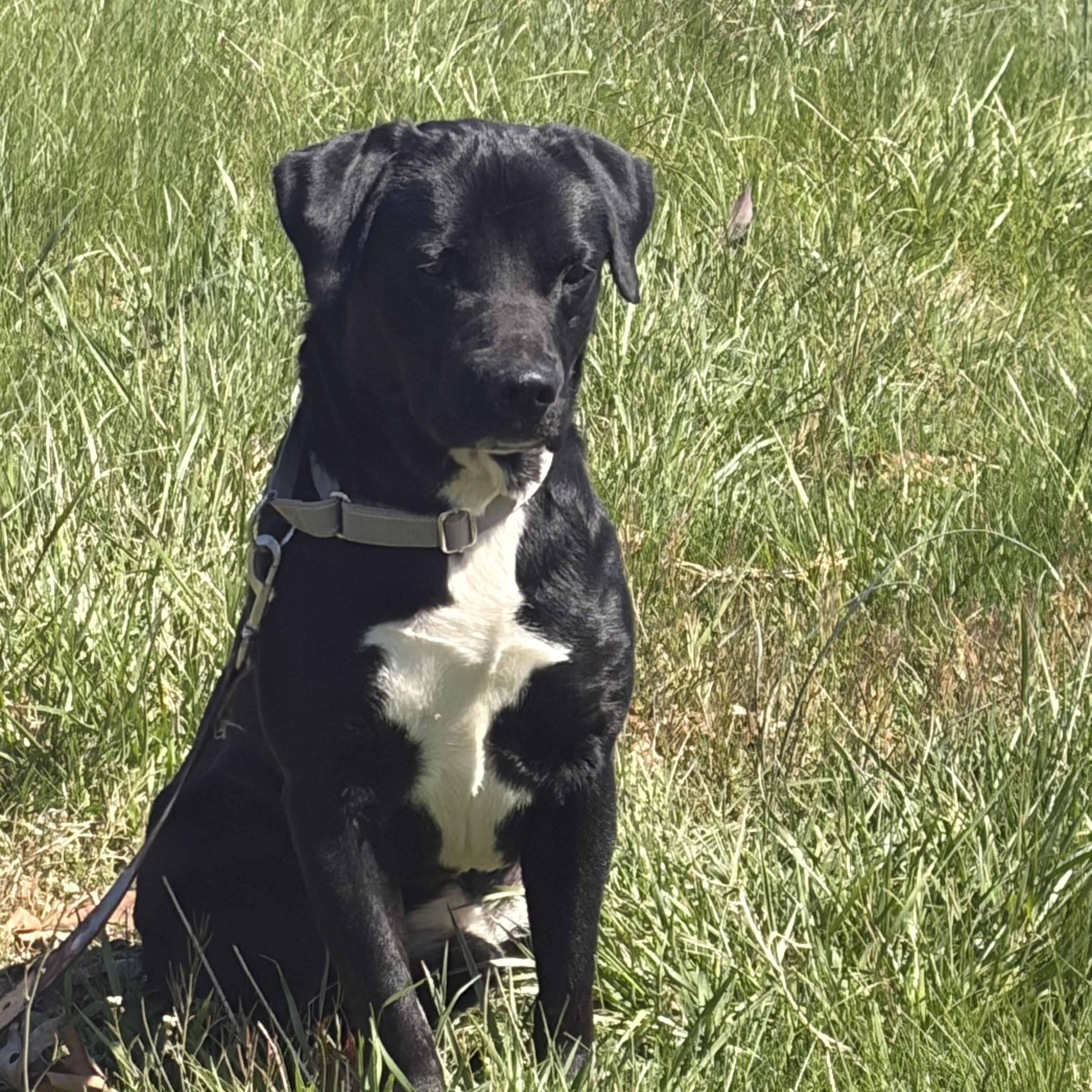 Bart , adopted, Young Male Black Labrador Retriever.