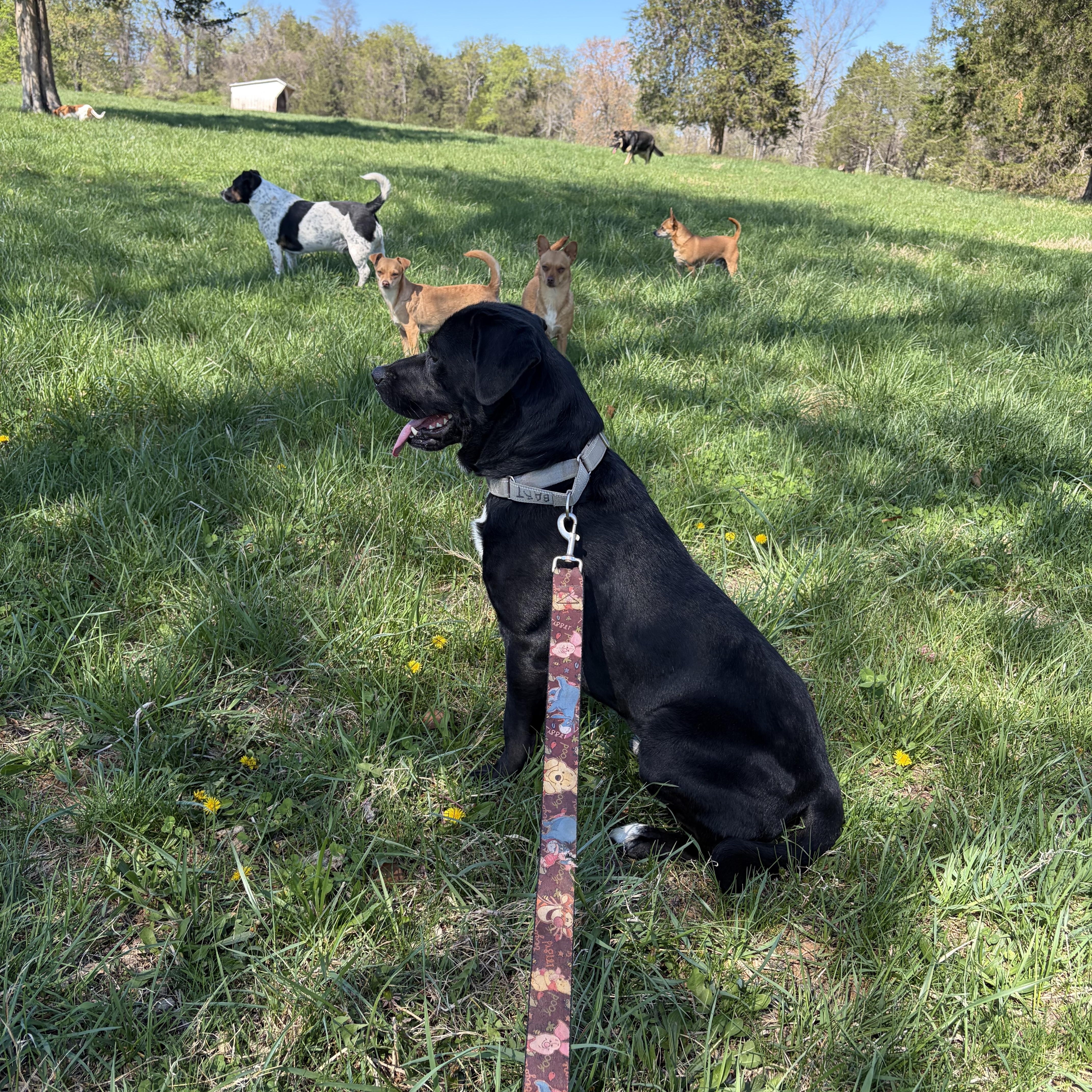 Bart , an adopted Black Labrador Retriever in Warrenton, VA image 2/6