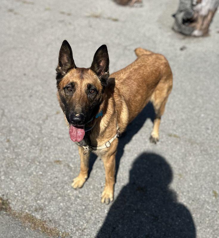 Lola, ADOPTABLE, Adult Female Belgian Shepherd / Malinois.