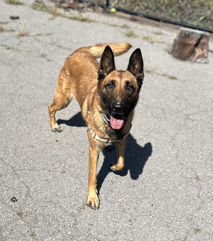 Enlarge Lola, a ADOPTABLE Belgian Shepherd / Malinois in Berkeley, CA image 6/6