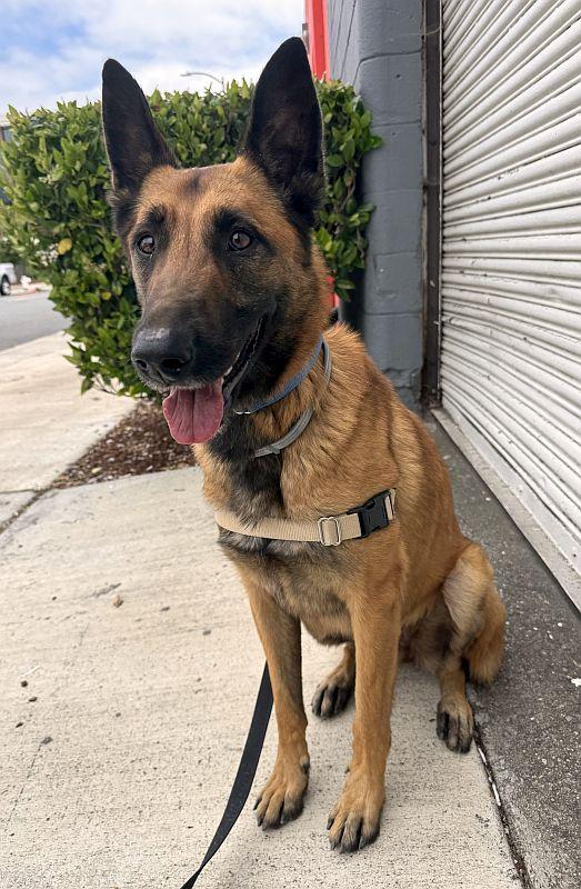 Enlarge Lola, a ADOPTABLE Belgian Shepherd / Malinois in Berkeley, CA image 3/6