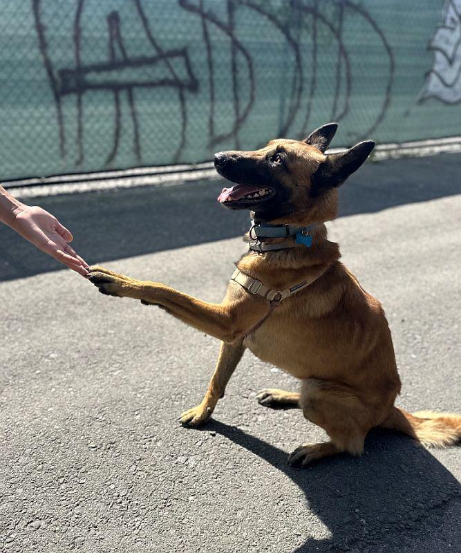 Enlarge Lola, a ADOPTABLE Belgian Shepherd / Malinois in Berkeley, CA image 4/6