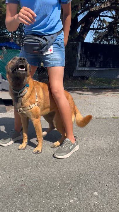 Enlarge Lola, a ADOPTABLE Belgian Shepherd / Malinois in Berkeley, CA video 2/6