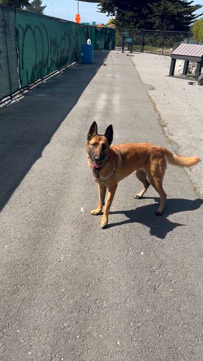 Enlarge Lola, a ADOPTABLE Belgian Shepherd / Malinois in Berkeley, CA video 5/6