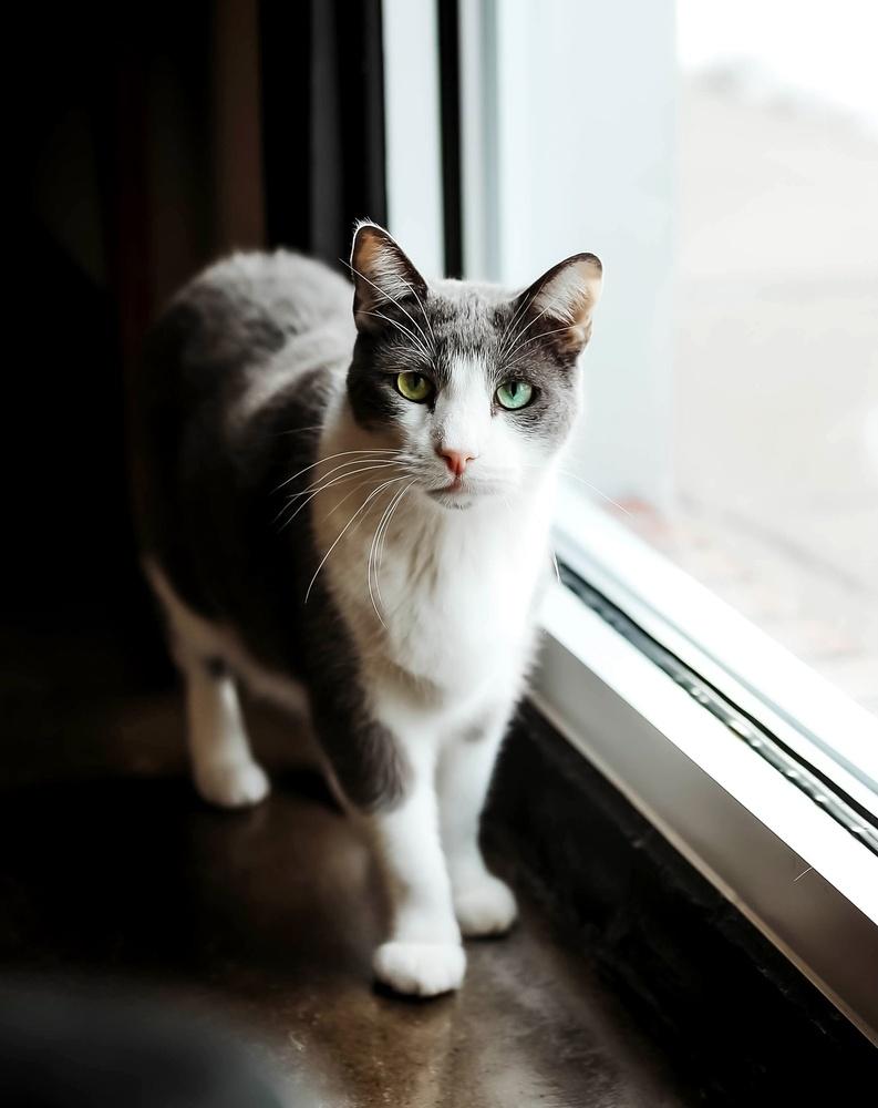 Houdini, Adoptable, Adult Male Domestic Short Hair.