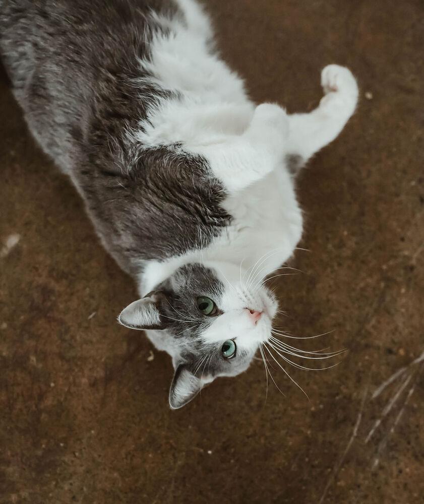 Enlarge Houdini, a Adoptable Domestic Short Hair in Ferndale, MI image 2/6