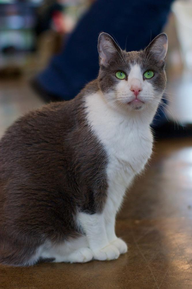 Enlarge Houdini, a Adoptable Domestic Short Hair in Ferndale, MI image 3/6