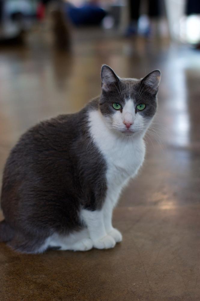 Enlarge Houdini, a Adoptable Domestic Short Hair in Ferndale, MI image 4/6