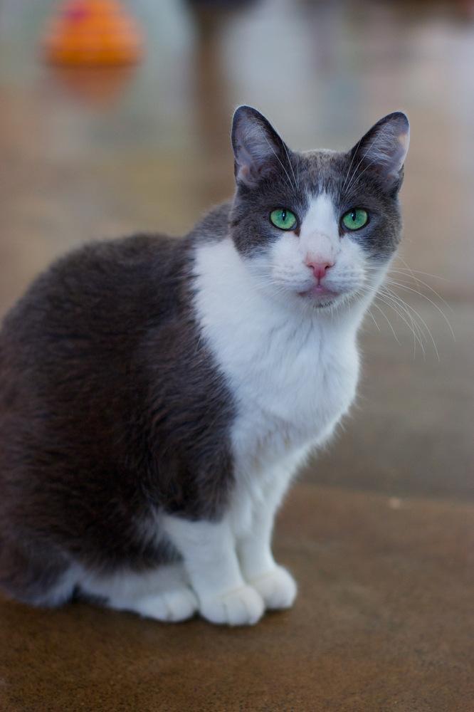 Enlarge Houdini, a Adoptable Domestic Short Hair in Ferndale, MI image 5/6