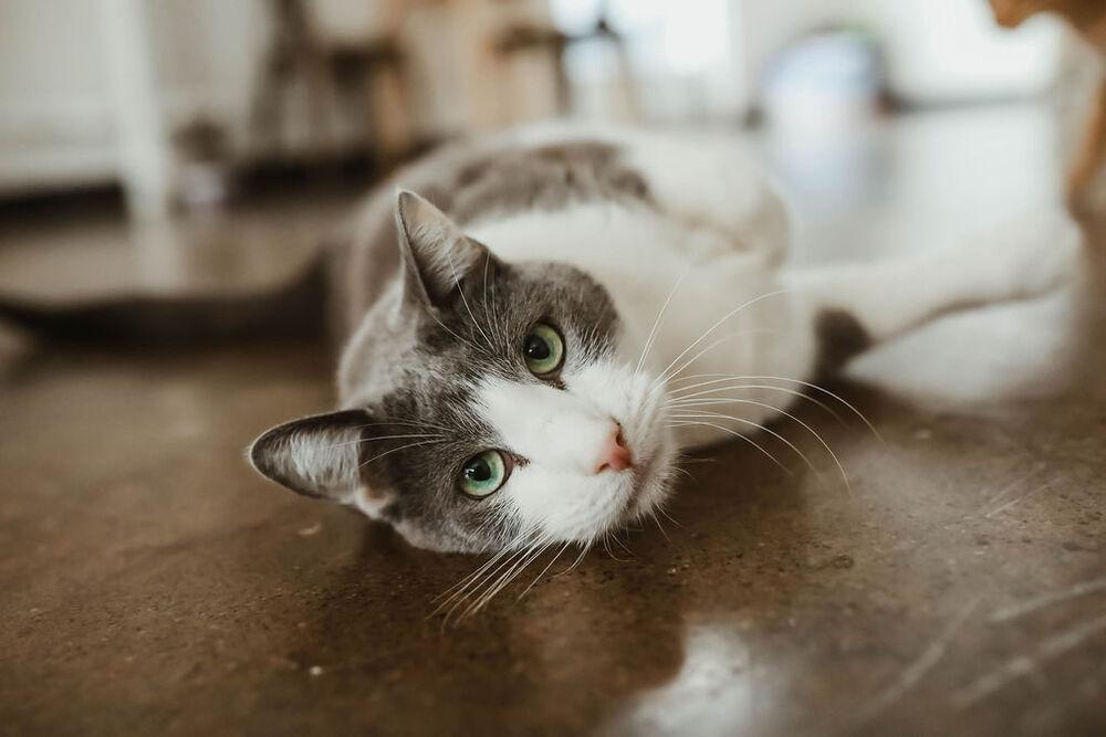 Enlarge Houdini, a Adoptable Domestic Short Hair in Ferndale, MI image 6/6