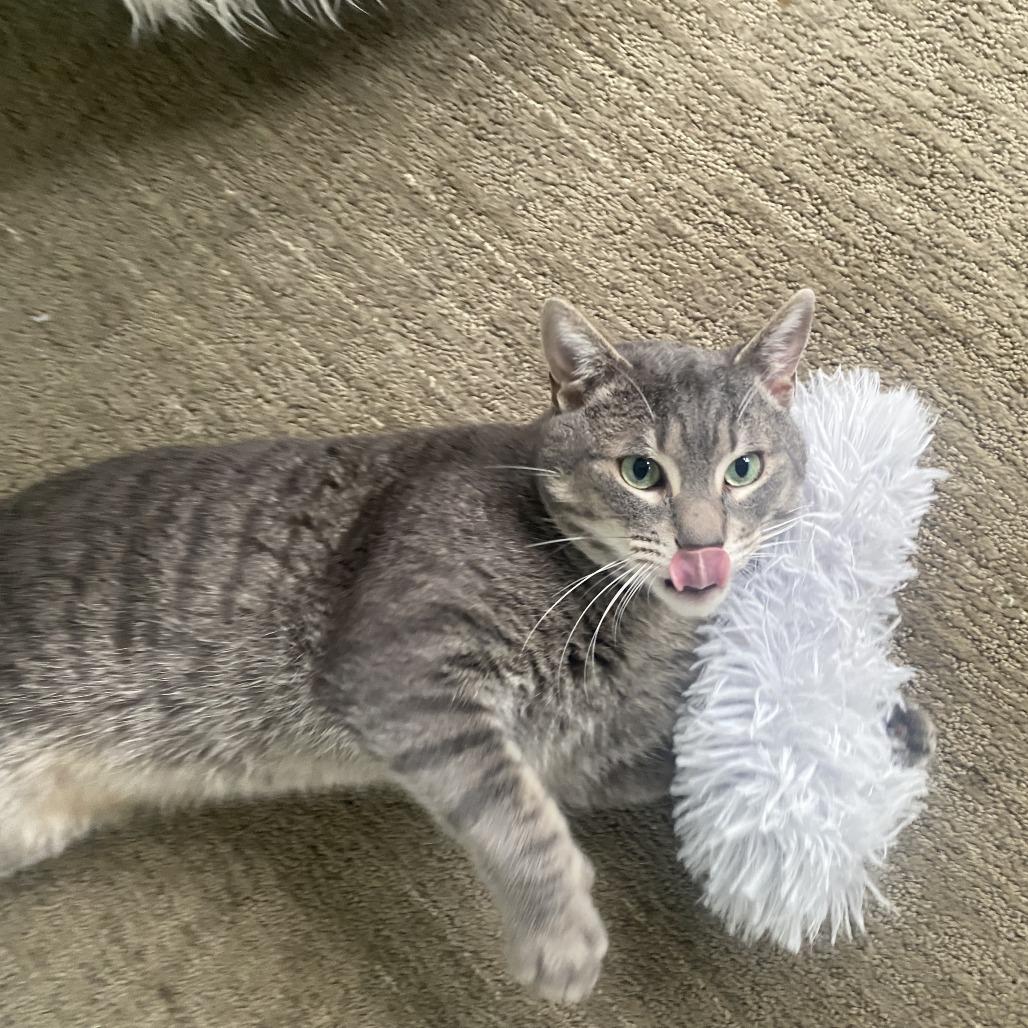 Enlarge Pua, a Adoptable Domestic Short Hair in Redwood City, CA image 3/5