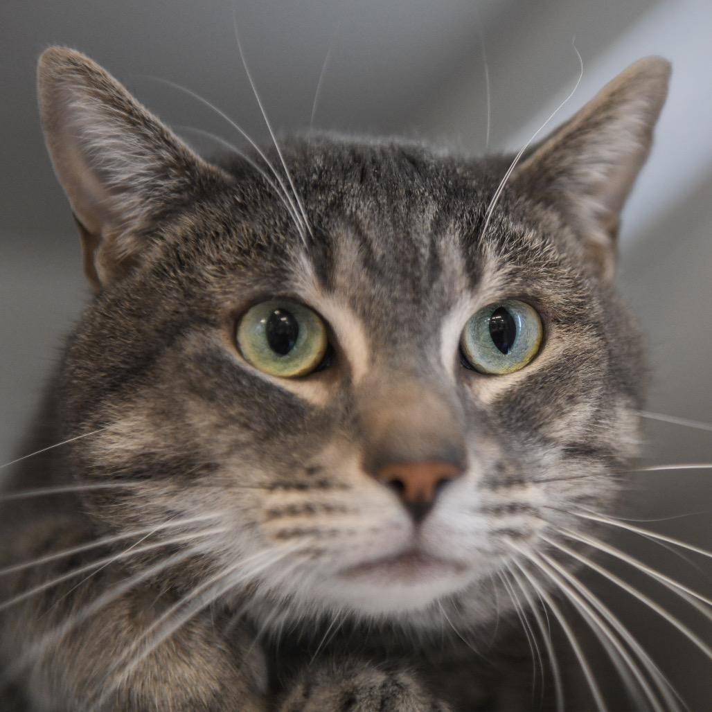 Enlarge Pua, a Adoptable Domestic Short Hair in Redwood City, CA image 4/5