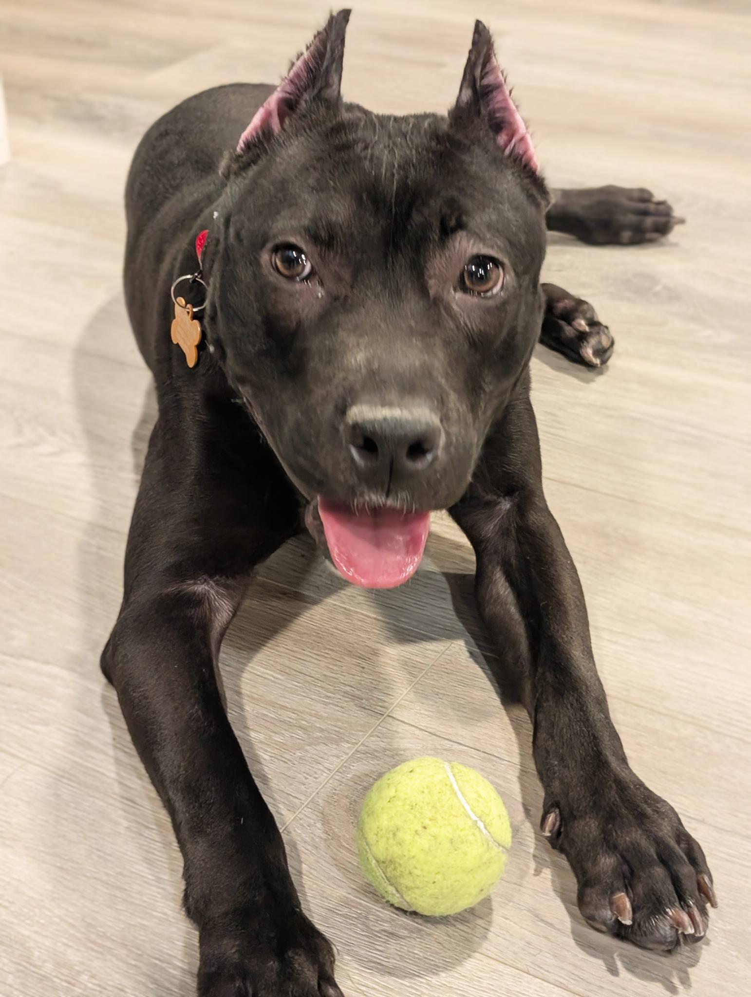 Enlarge Puma, a ADOPTABLE mixed breed in Maybrook, NY image 1/6