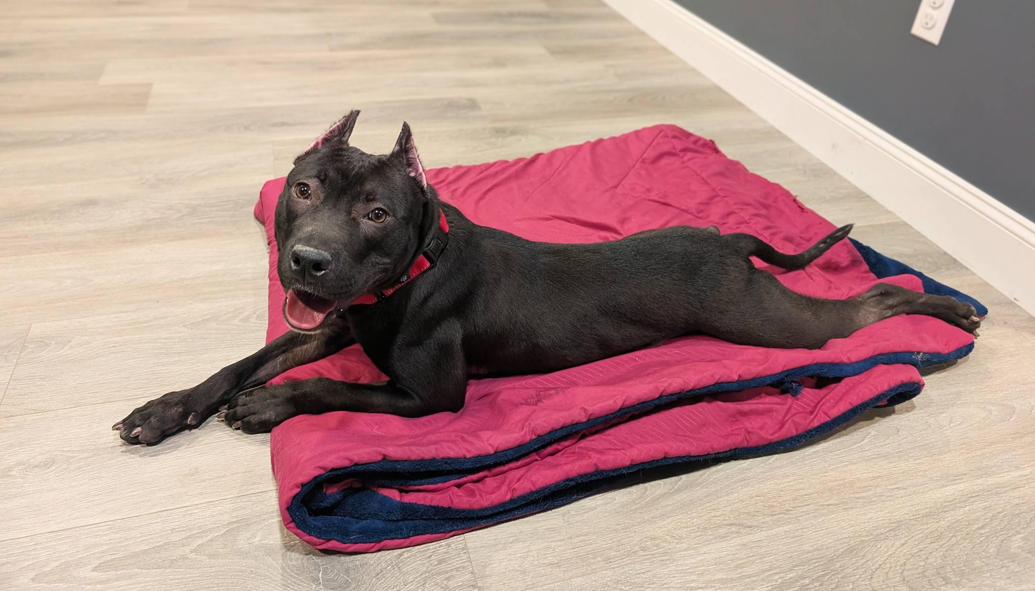 Enlarge Puma, a ADOPTABLE mixed breed in Maybrook, NY image 2/6