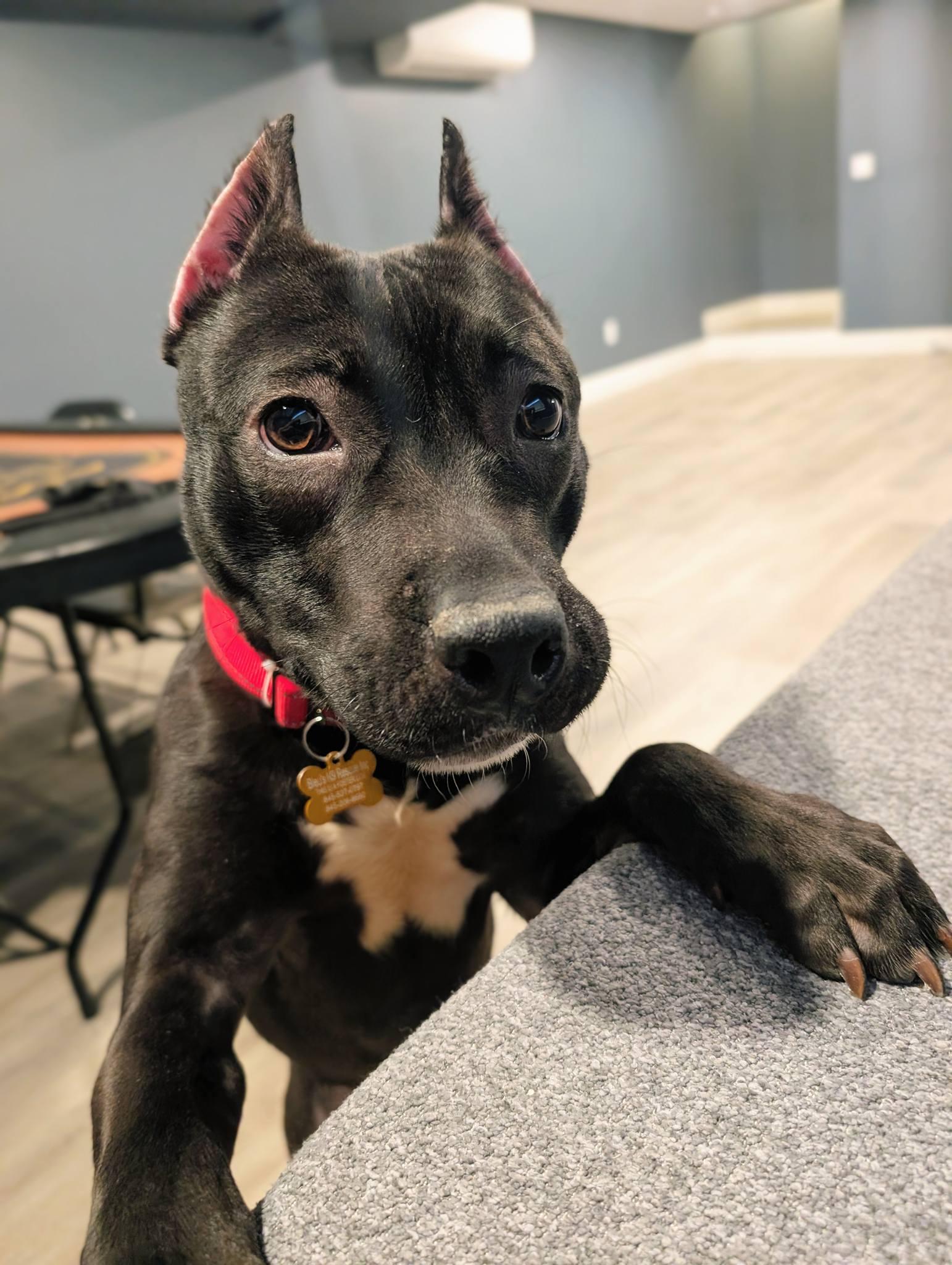 Puma, ADOPTABLE, Puppy Male Pit Bull Terrier.