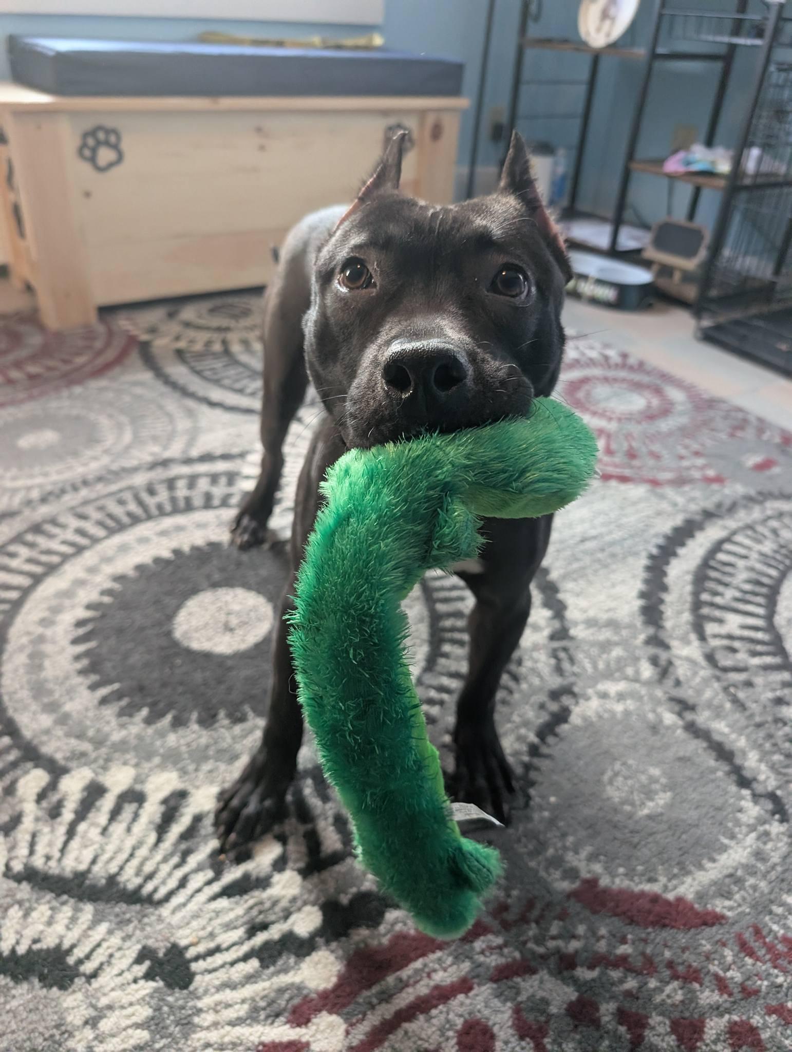 Enlarge Puma, a ADOPTABLE mixed breed in Maybrook, NY image 4/6