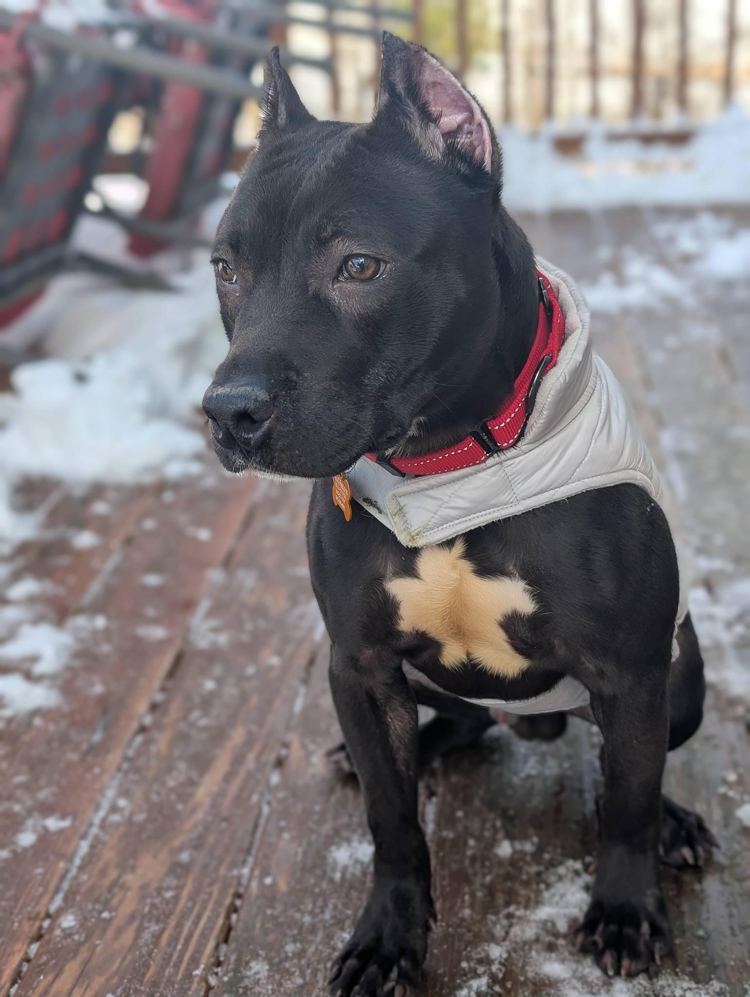 Enlarge Puma, a ADOPTABLE mixed breed in Maybrook, NY image 5/6