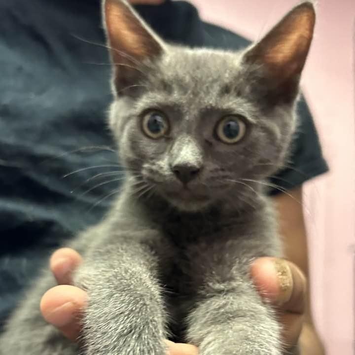 STORM, Baby Male unknown
