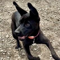 Enlarge Gumdrop, an adopted mixed breed in Buffalo, NY image 6/6